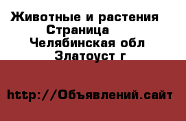  Животные и растения - Страница 10 . Челябинская обл.,Златоуст г.